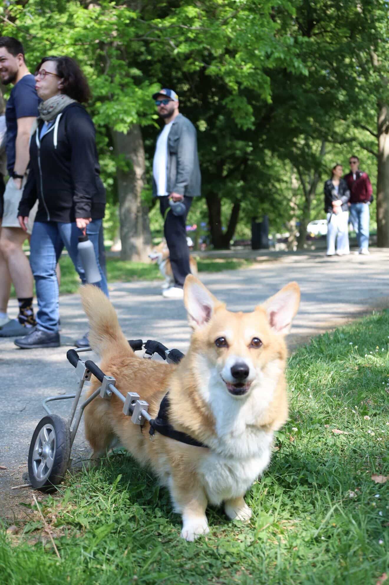 corgi meet up 24